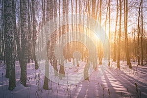 Sunset or sunrise in a birch grove with winter snow. Rows of birch trunks with the sun& x27;s rays. Vintage film