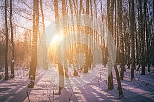 Sunset or sunrise in a birch grove with winter snow. Rows of birch trunks with the sun& x27;s rays. Vintage film