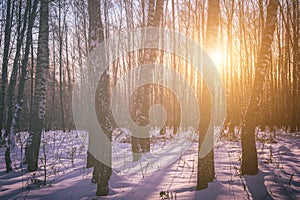 Sunset or sunrise in a birch grove with winter snow. Rows of birch trunks with the sun& x27;s rays. Vintage film