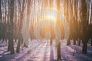 Sunset or sunrise in a birch grove with winter snow. Rows of birch trunks with the sun& x27;s rays. Vintage film