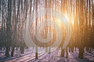 Sunset or sunrise in a birch grove with winter snow. Rows of birch trunks with the sun& x27;s rays. Vintage film