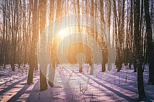 Sunset or sunrise in a birch grove with winter snow. Rows of birch trunks with the sun& x27;s rays. Vintage film