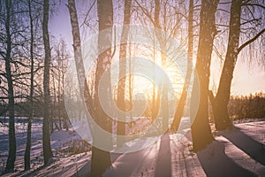 Sunset or sunrise in a birch grove with winter snow. Rows of birch trunks with the sun& x27;s rays. Vintage film