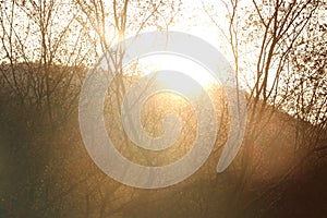 Sunset and sunrise on forest sun rays passing on tree.