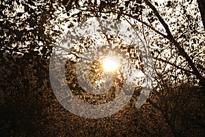 Sunset and sunrise on forest sun rays passing on tree.