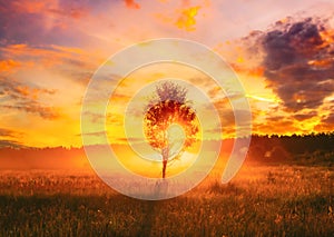 Sunset Sunrise In Misty Autumn Meadow Landscape With Lonely Tree. Sun Sunshine With Natural Sunlight Through Wood Tree
