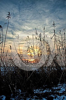 Sunset or sunrise over a field of dryed field of reeds