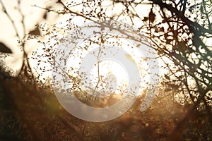 Sunset and sunrise over mountain tree.