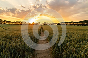 Sunset or Sunrise Over Path Through Countryside Field of Wheat