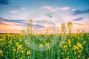 Sunset Sunrise Over Spring Flowering Canola, Rape, Rapeseed, Oilseed