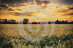 Sunset or sunrise in a rye or wheat field with a dramatic cloudy sky in a summer. Summertime landscape. Agricultural