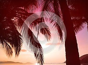 Sunset or sunrise skies and palm tree leaves silhoutte in the sea landscape. Beautiful sunset beach   . Romantic summer holiday