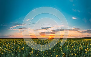 Sunset Sunrise Sky Over Horizon Of Spring Flowering Canola, Rapeseed, Oilseed Field Meadow Grass. Blossom Of Canola