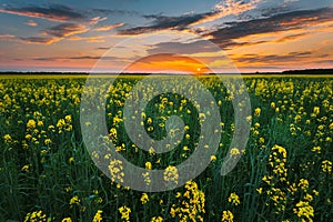 Sunset Sky Over Horizon Of Spring Flowering Canola, Rapeseed, Oilseed Field Meadow Grass. Blossom Of Canola Yellow