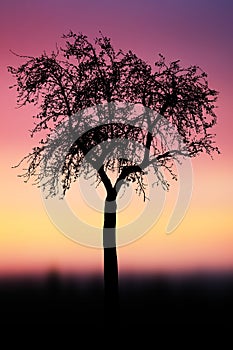 Sunset or sunrise sky with silhouette of tree with branches