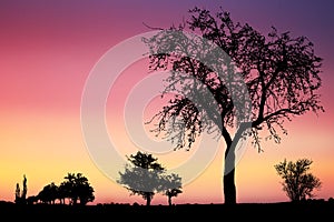 Sunset or sunrise sky with silhouette of tree, bush with bare branches.