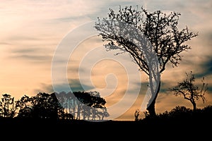 Sunset or sunrise sky with silhouette of tree, bush with bare branches.