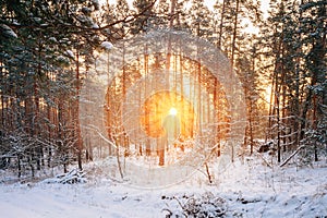 Sunset Or Sunrise In Snowy Forest Landscape. Sun Sunshine With N
