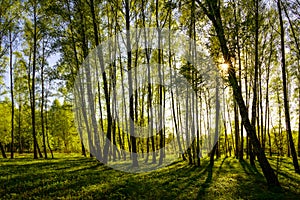 Sunset or sunrise in a spring birch forest with bright young foliage glowing in the rays of the sun and shadows.