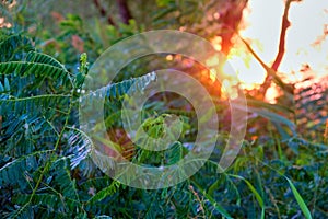 Sunset Sunrise In Spring Coniferous Forest Trees. Nature Woods