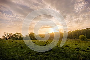 Sunset or sunrise in a spring field with green grass, willows, mist and a cloudy sky. Springtime landscape. Vintage film