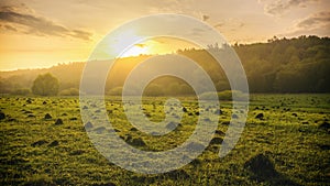 Sunset or sunrise in a spring field with green grass, willows, mist and a cloudy sky. Springtime landscape. Vintage film