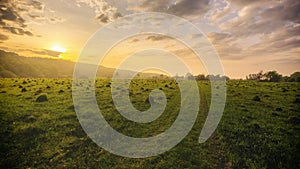 Sunset or sunrise in a spring field with green grass, willows, mist and a cloudy sky. Springtime landscape. Vintage film