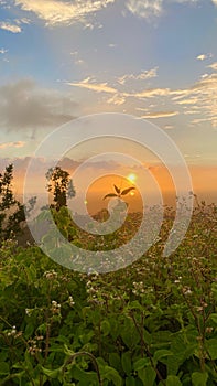 Sunset and sunrise of tropical forest countryside landscape with trees, hills, river and cloud