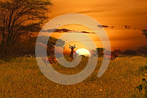 Sunset and sunrise in the Tsavo East and Tsavo West National Park