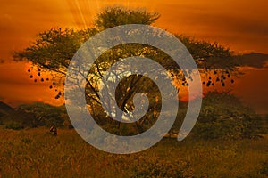 Sunset and sunrise in the Tsavo East and Tsavo West National Park