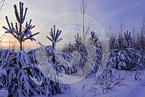 Sunset or sunrise in the winter forest. Camping, walk in winter forest, leisure in winter