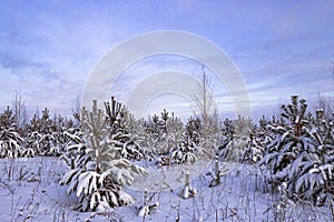 Sunset or sunrise in the winter forest. Camping, walk in winter forest, leisure in winter