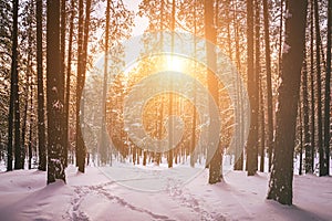 Sunset or sunrise in the winter pine forest covered with a snow. Rows of pine trunks with the sun& x27;s rays. Vintage