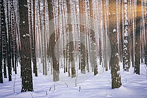 Sunset or sunrise in the winter pine forest covered with a snow. Rows of pine trunks with the sun& x27;s rays. Vintage