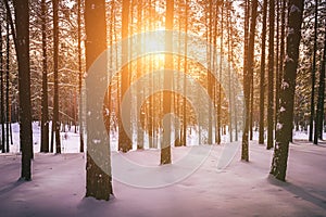 Sunset or sunrise in the winter pine forest covered with a snow. Rows of pine trunks with the sun& x27;s rays. Vintage