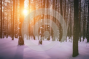 Sunset or sunrise in the winter pine forest covered with a snow. Rows of pine trunks with the sun& x27;s rays. Vintage