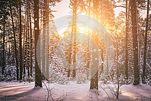 Sunset or sunrise in the winter pine forest covered with a snow. Rows of pine trunks with the sun& x27;s rays. Vintage