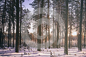 Sunset or sunrise in the winter pine forest covered with a snow. Rows of pine trunks with the sun& x27;s rays. Vintage