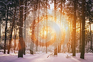 Sunset or sunrise in the winter pine forest covered with a snow. Rows of pine trunks with the sun& x27;s rays. Vintage