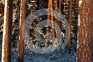 Sunset or sunrise in the winter pine forest covered with a snow. Sunbeams shining through the pine trunks