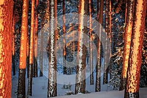 Sunset or sunrise in the winter pine forest covered with a snow. Sunbeams shining through the pine trunks