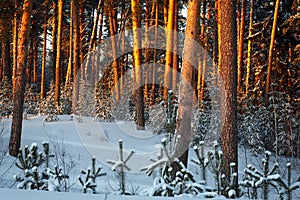 Sunset or sunrise in the winter pine forest covered with a snow. Sunbeams shining through the pine trunks