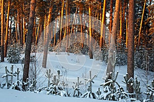 Sunset or sunrise in the winter pine forest covered with a snow. Sunbeams shining through the pine trunks