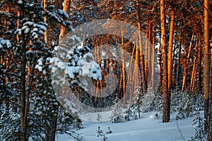 Sunset or sunrise in the winter pine forest covered with a snow. Sunbeams shining through the pine trunks