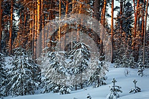 Sunset or sunrise in the winter pine forest covered with a snow. Sunbeams shining through the pine trunks