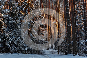 Sunset or sunrise in the winter pine forest covered with a snow. Sunbeams shining through the pine trunks