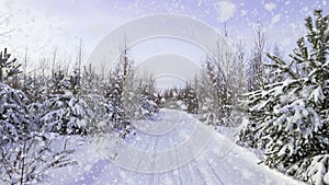 Sunset or sunrise in winter pine forest with falling snow. Path, road, track