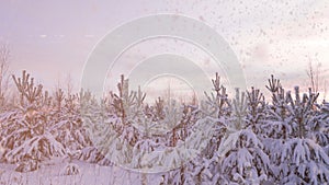 Sunset or sunrise in the winter pine forest with falling snow. Snowfall.