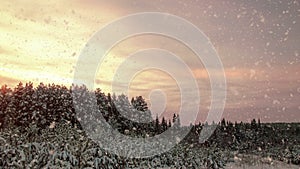 Sunset or sunrise in the winter pine forest with falling snow. Snowfall.