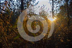 Sunset in the swamp through wild rosemary branches and tussocks with cranberries